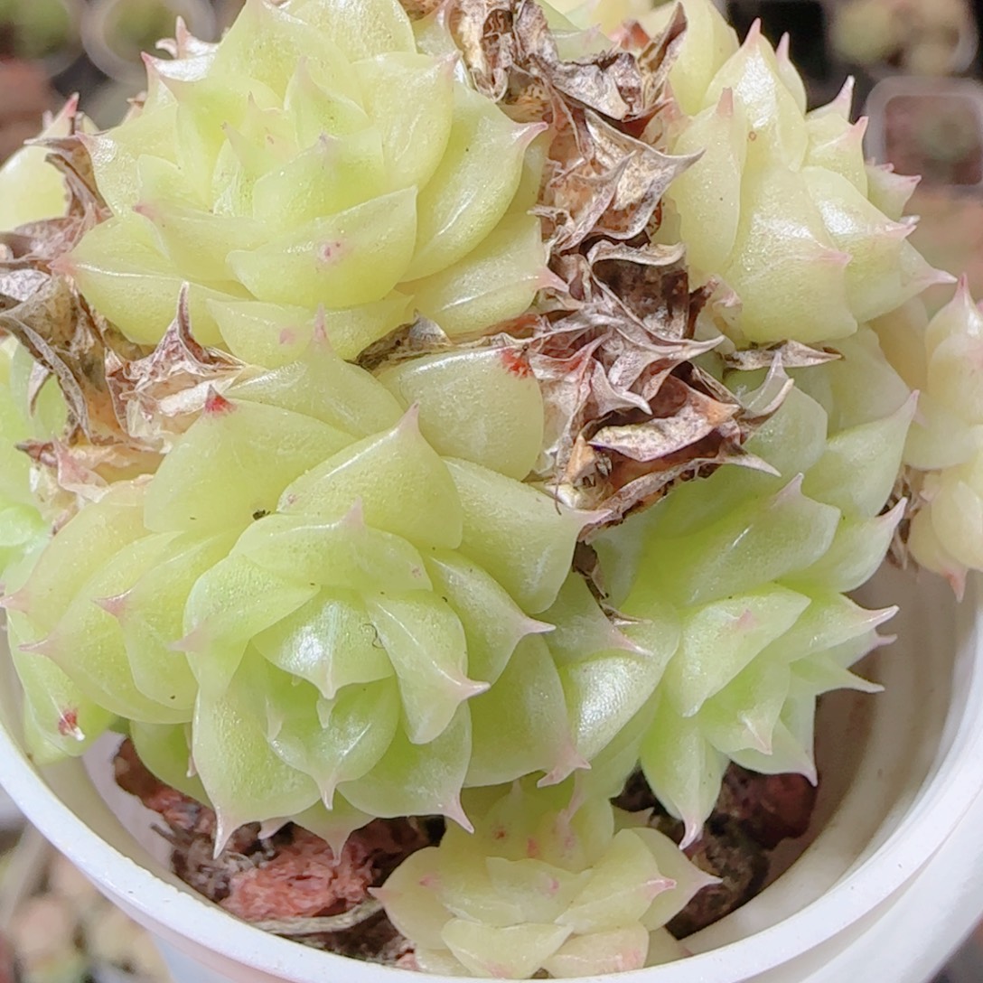 花语逸镜1112-55散