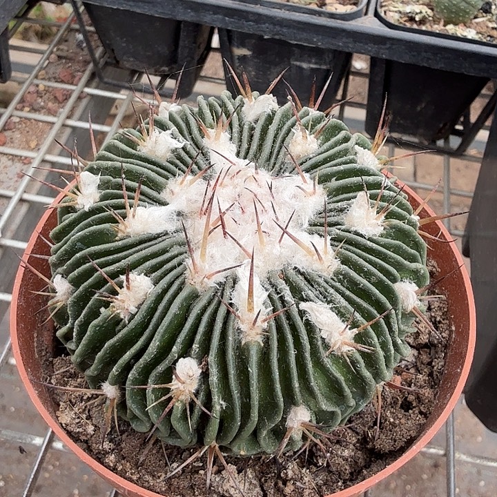 实生多棱玉大7仙人球