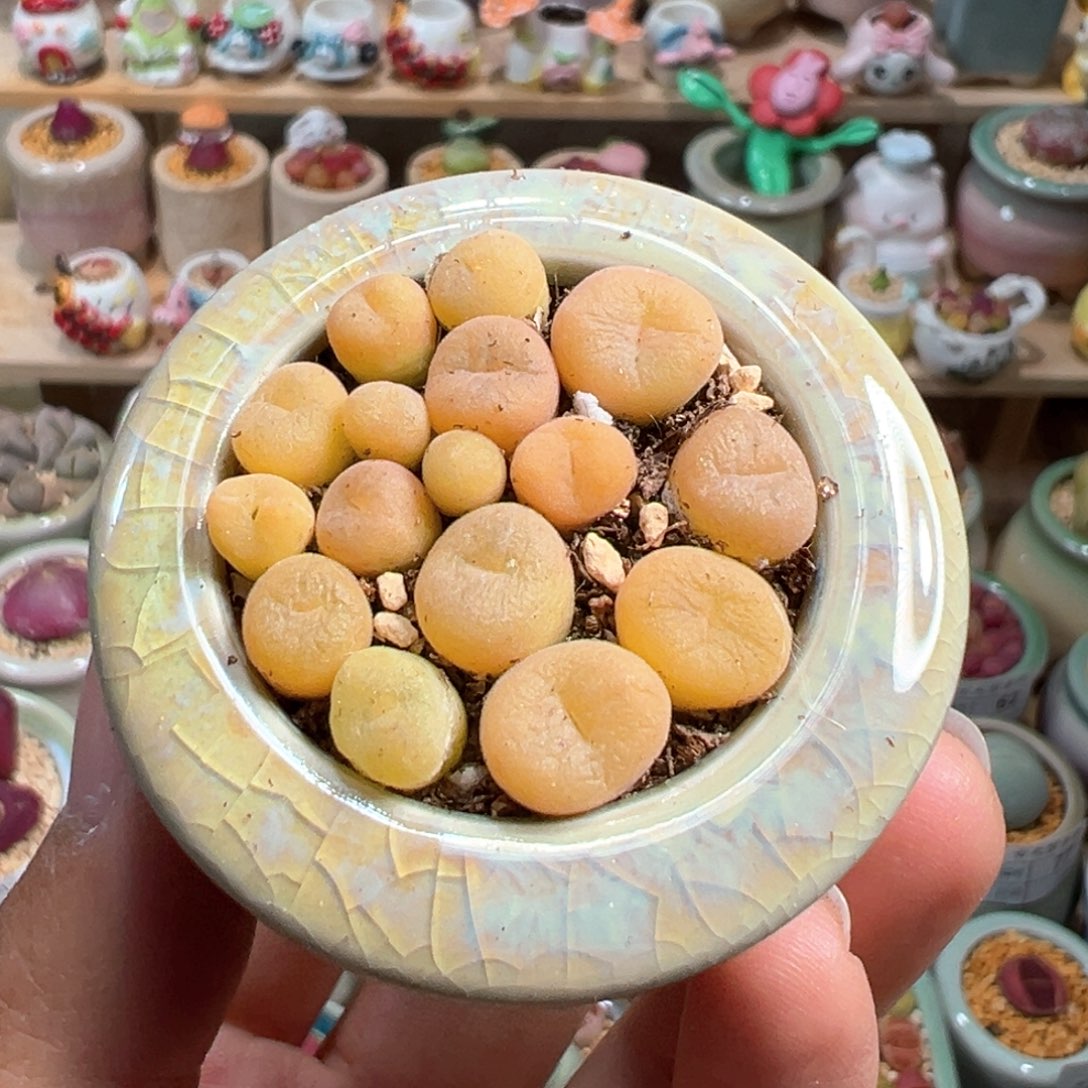 多肉植物107号空卡佛