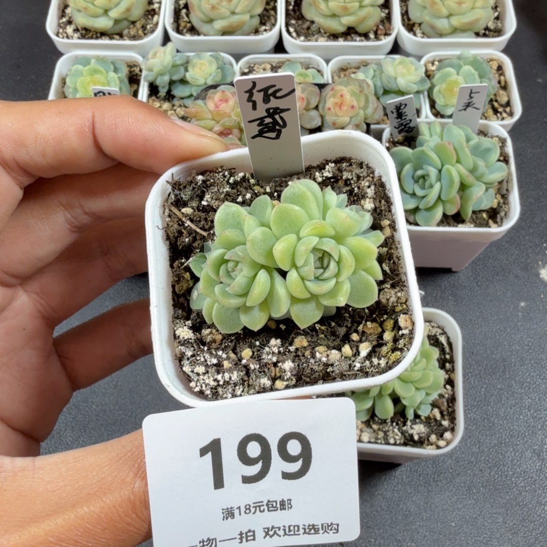 纸鸢四头一物一拍199