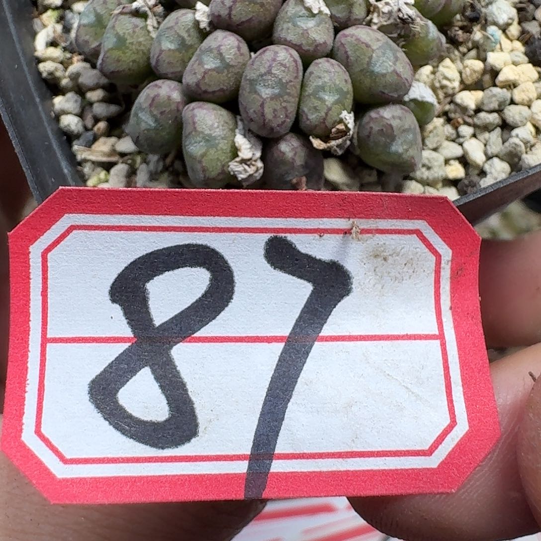 多肉植物的人生fghb