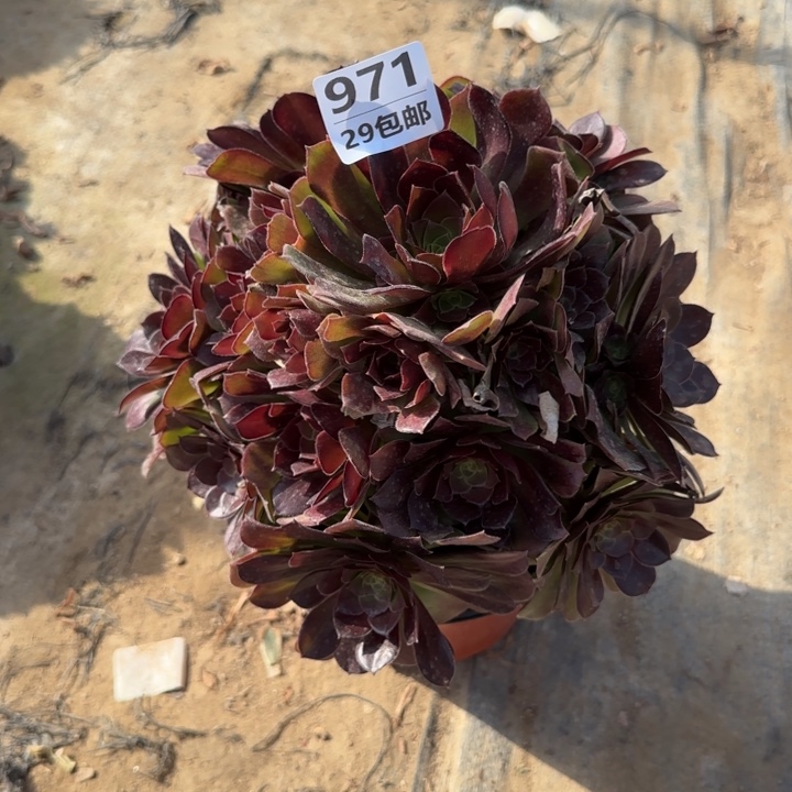 荷兰玫瑰……多肉植物……