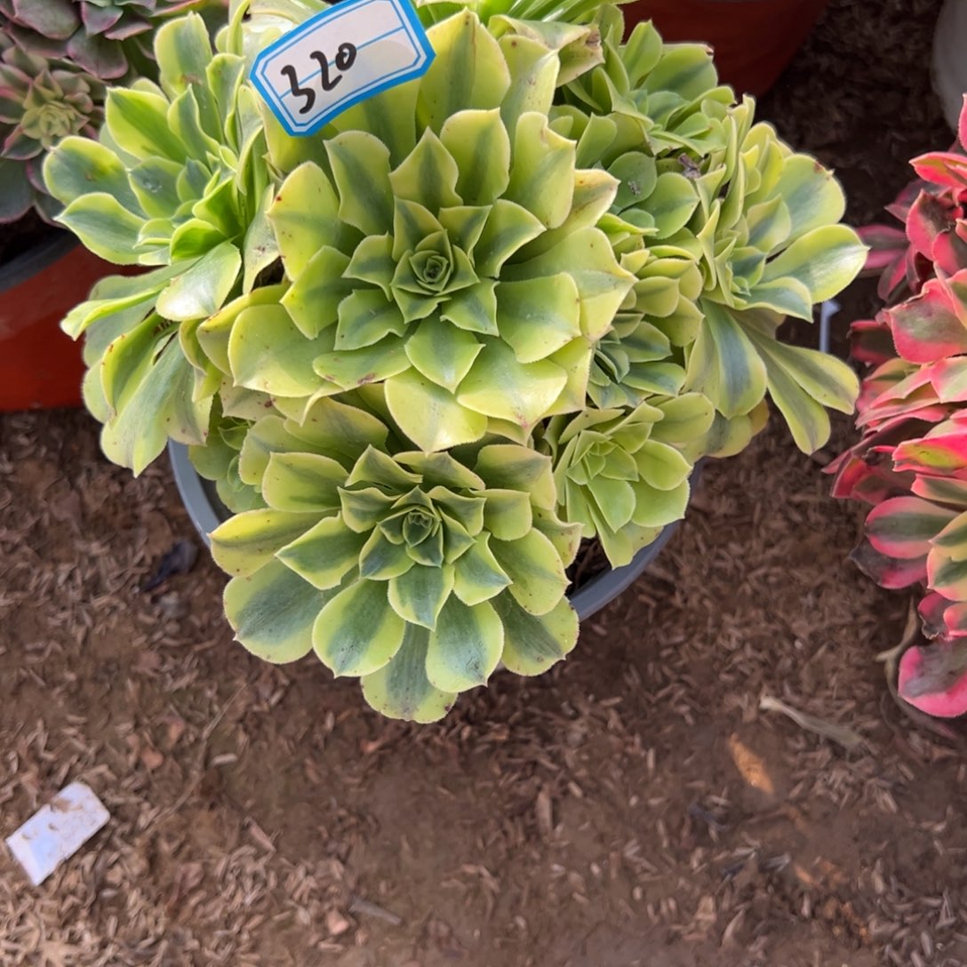 320绿豆沙多肉植物法师多肉