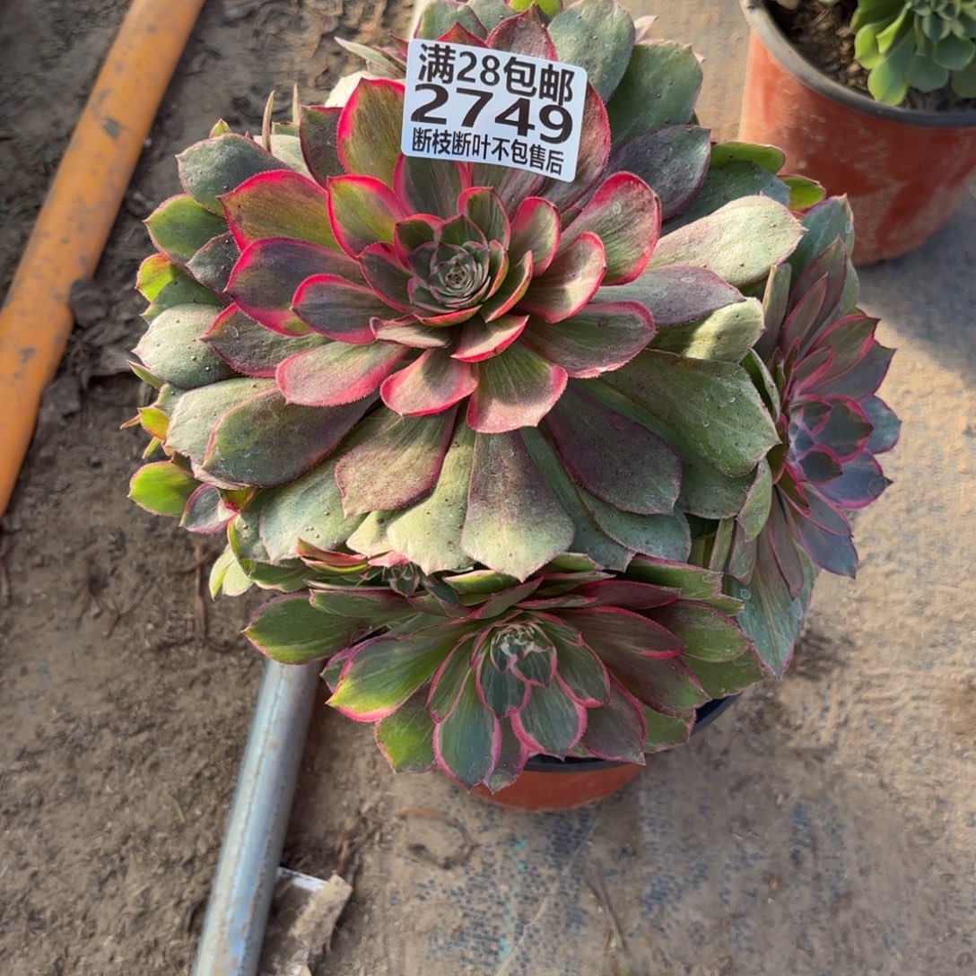K. 2749粉花妖多肉。adede