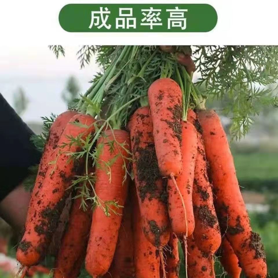 新种子】春季九寸参胡萝卜种子高产脆甜非转基因四季蔬菜萝卜籽胡