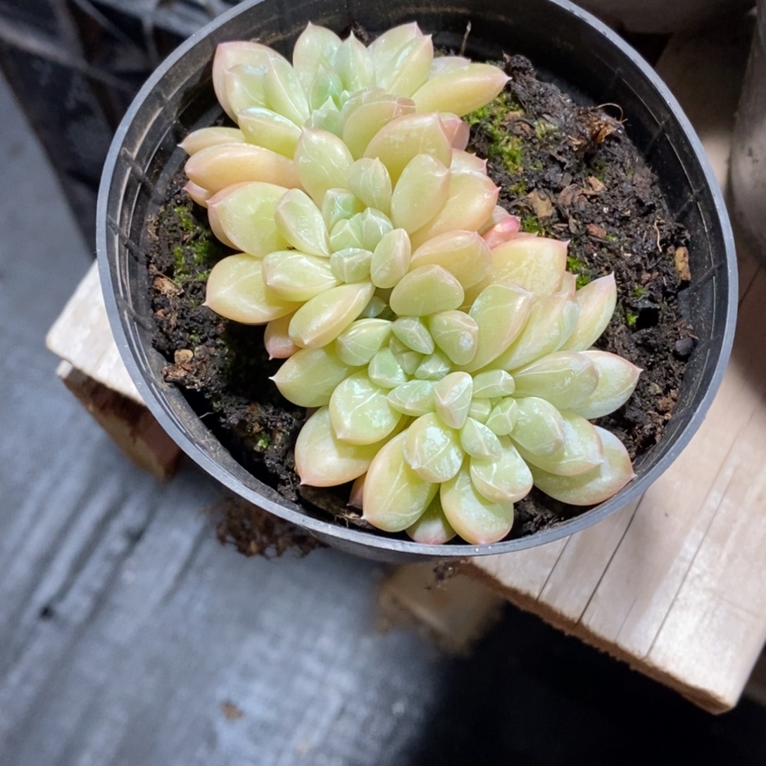 精品多肉一物一拍不包整442