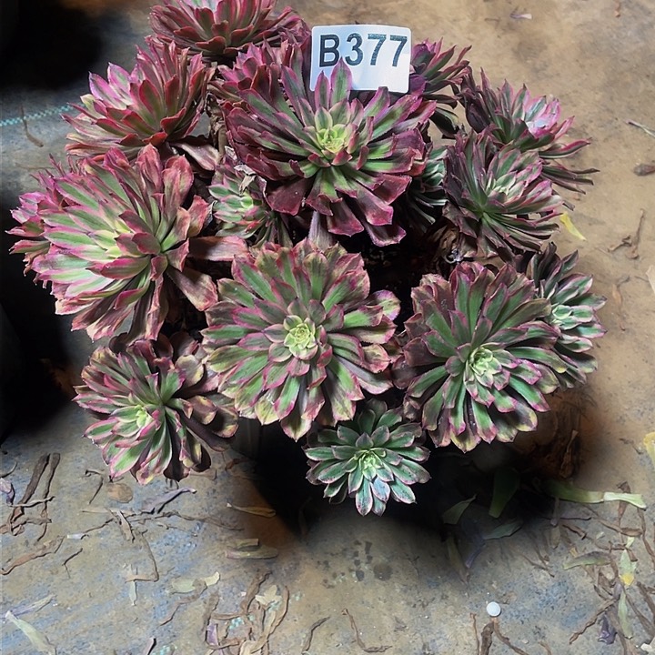 多肉法师377号粉黛变异不包损