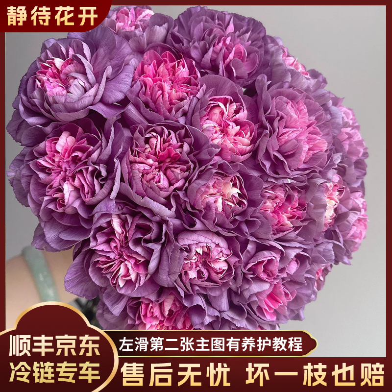 【静待花开】野马-A级康乃馨云南鲜花斗南花卉直发顺丰京东冷链包邮