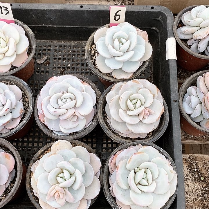 6号直播间一物一拍雪莲5颗