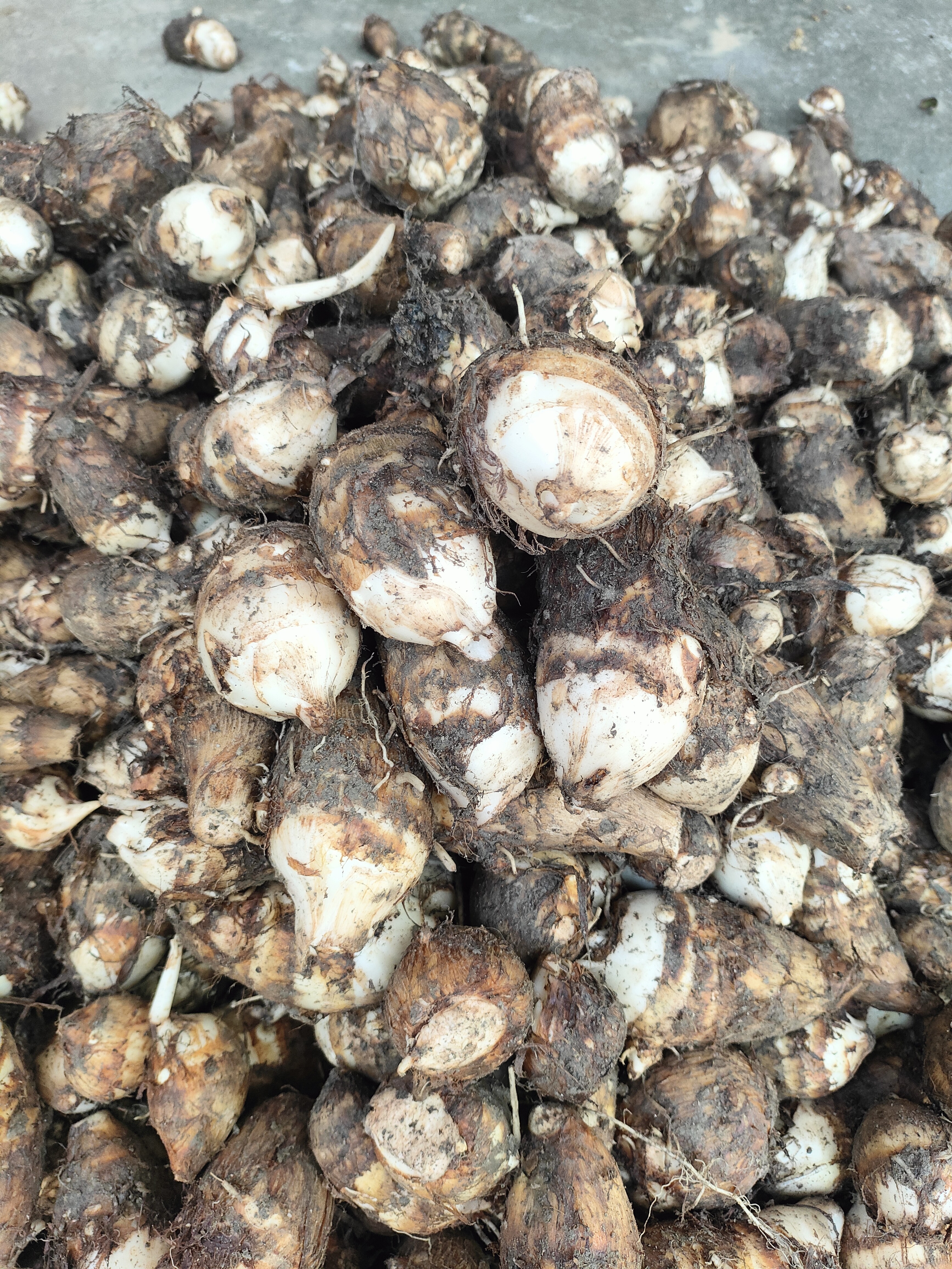 江西新鲜芋子芋头软糯香甜现挖小毛芋头芋艿农产品