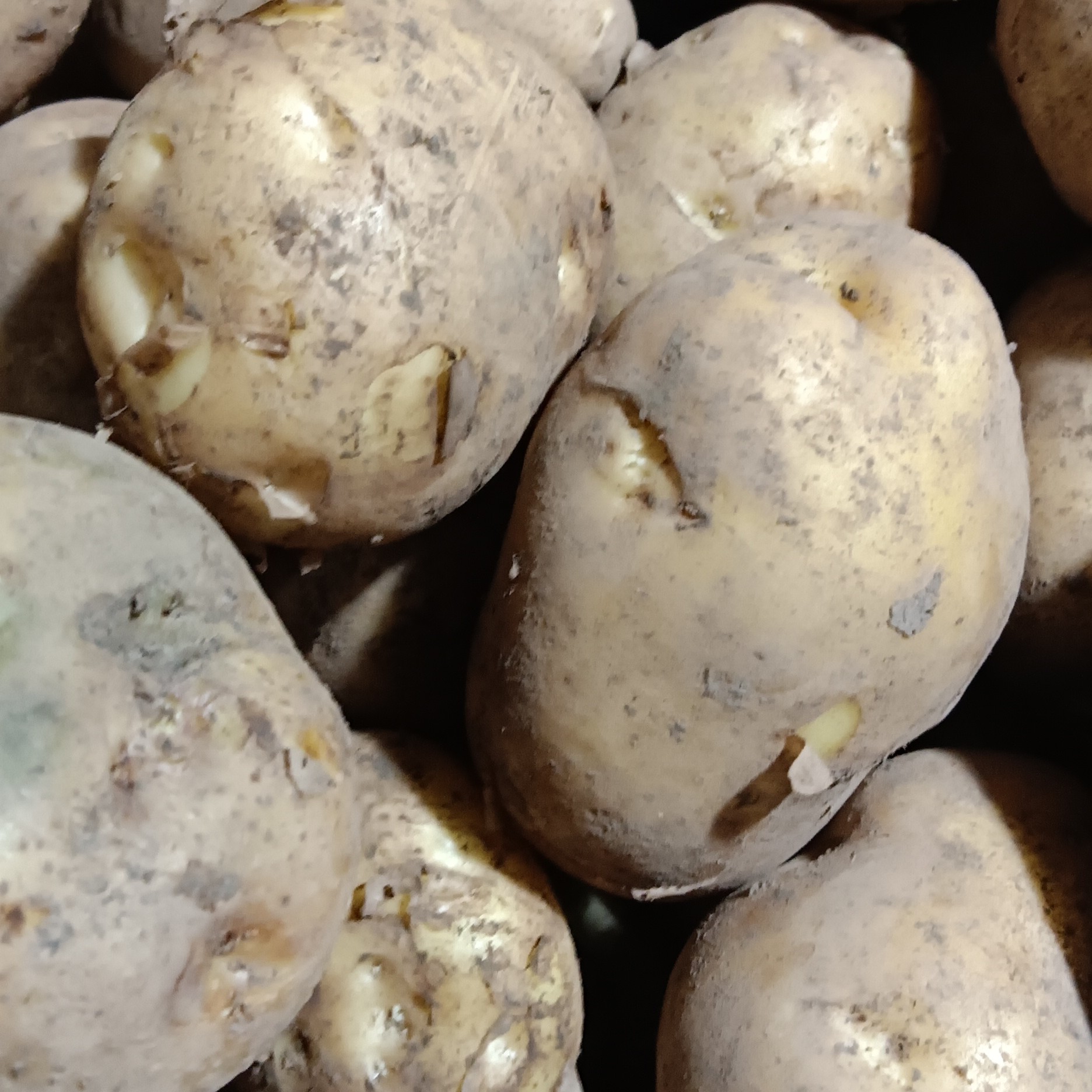 贵州遵义高山洋芋黄心土豆农家种植新鲜现挖软糯