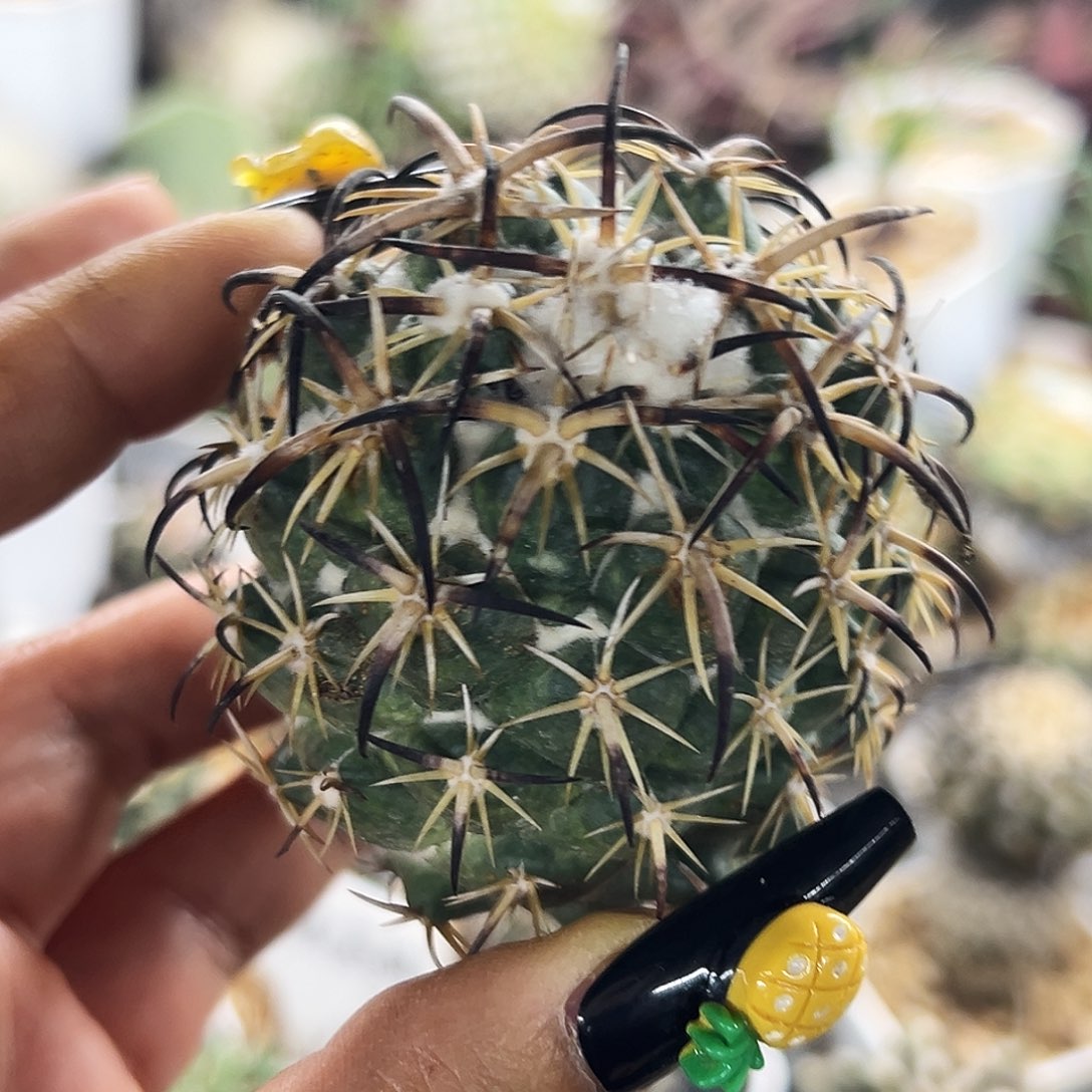 钢钉仙人球6666666