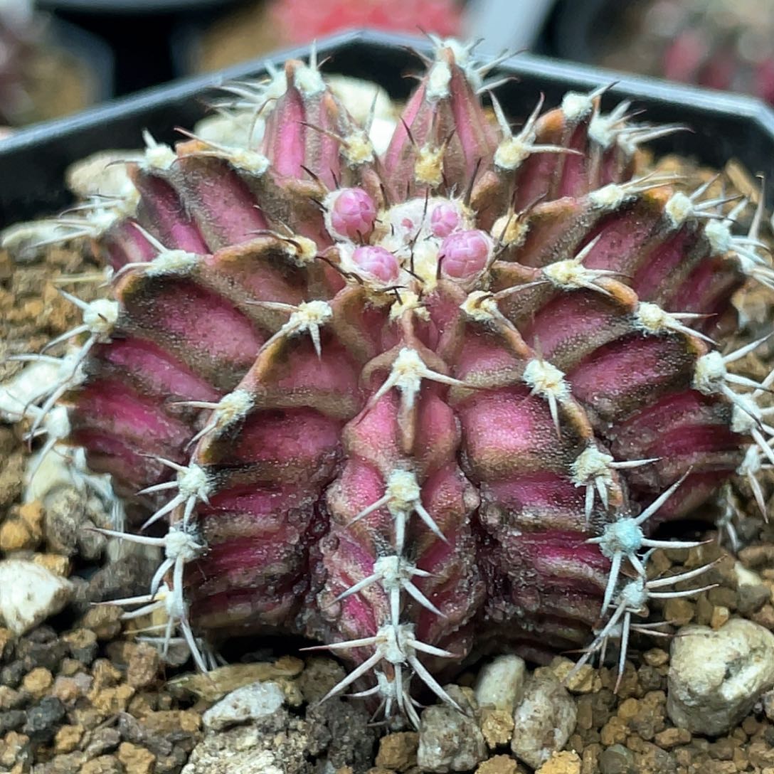 实生根系，肋骨海神