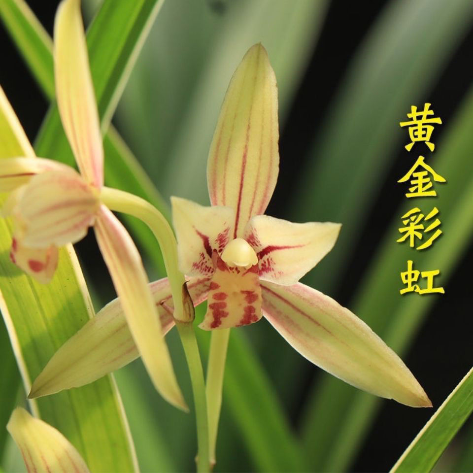 建兰【黄金彩虹】好养浓香型直播间