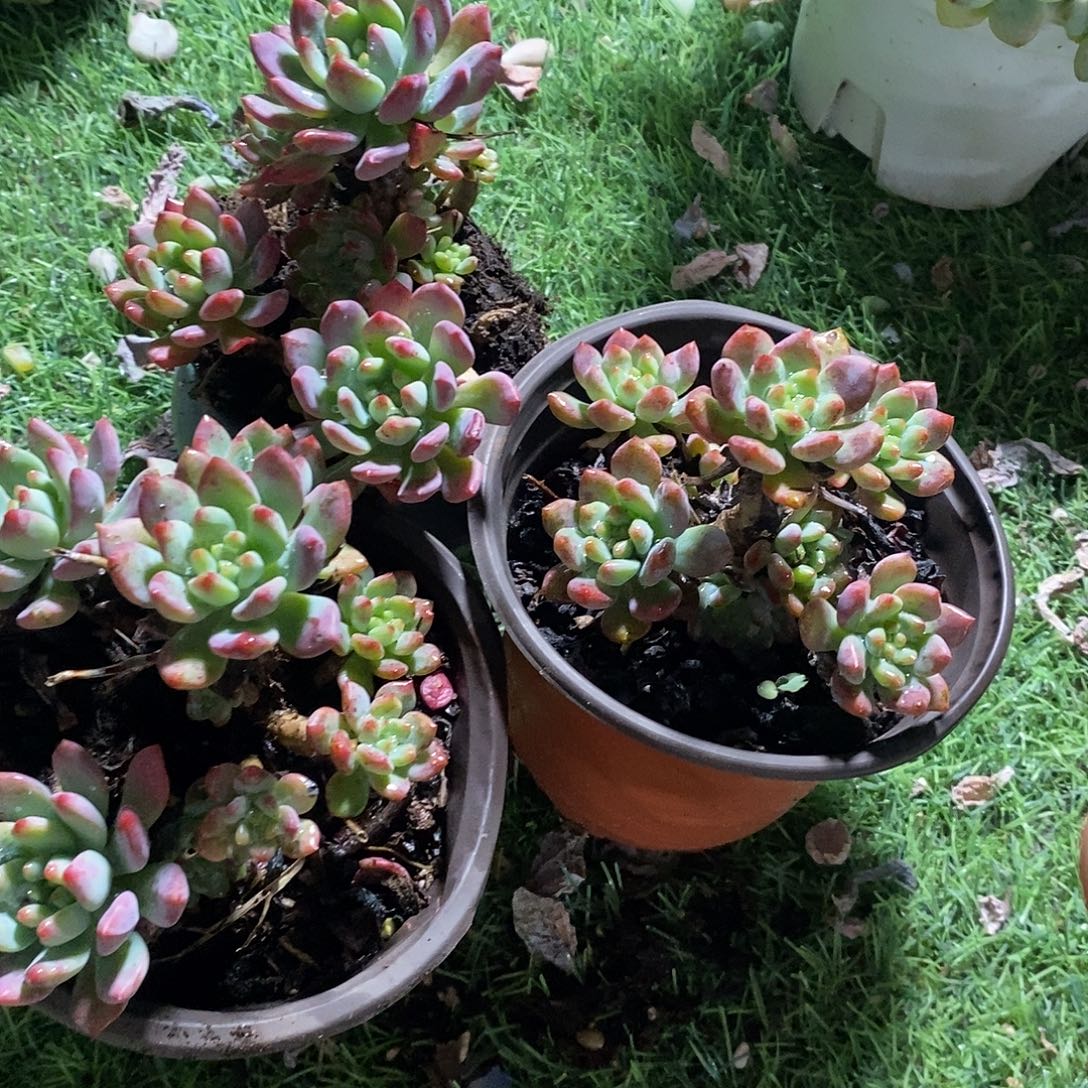 小老桩蓝苹果2盆多肉