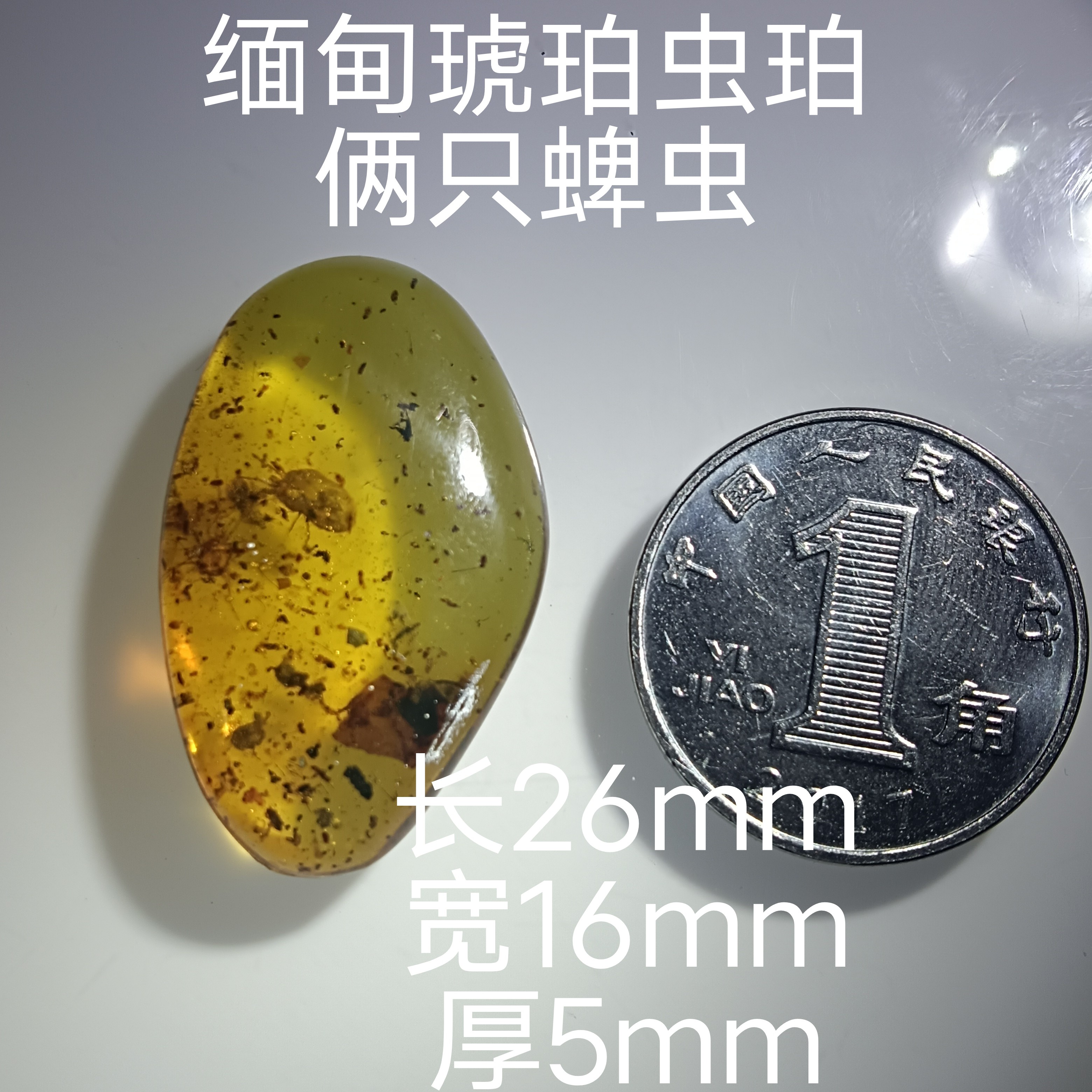 缅甸天然琥珀虫珀蜱虫有冰有杂有打磨痕迹科普收藏研究不议价直发