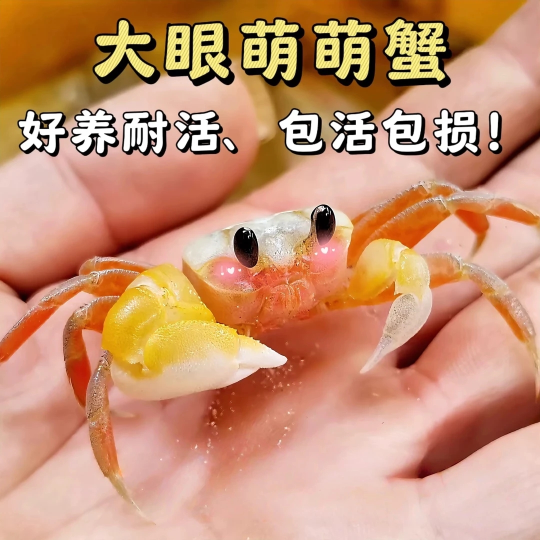 大眼萌沙蟹可爱桌面饲养宠物寄居蟹中华沙蟹