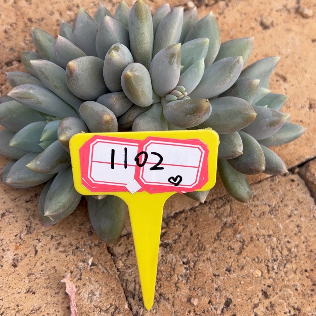 1102。                     
