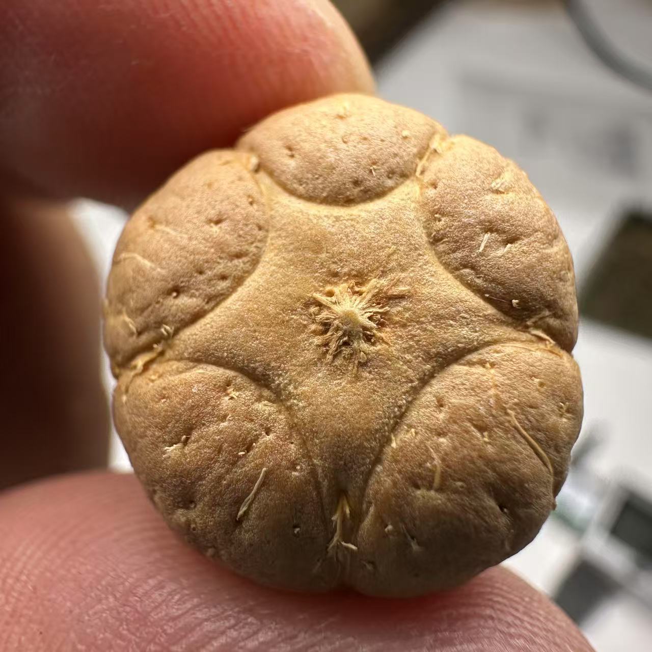 尼泊尔五星菩提，尺寸18，sss系列，货号114