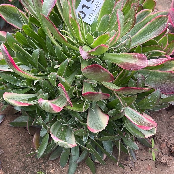 3.10-19男神多肉植物1