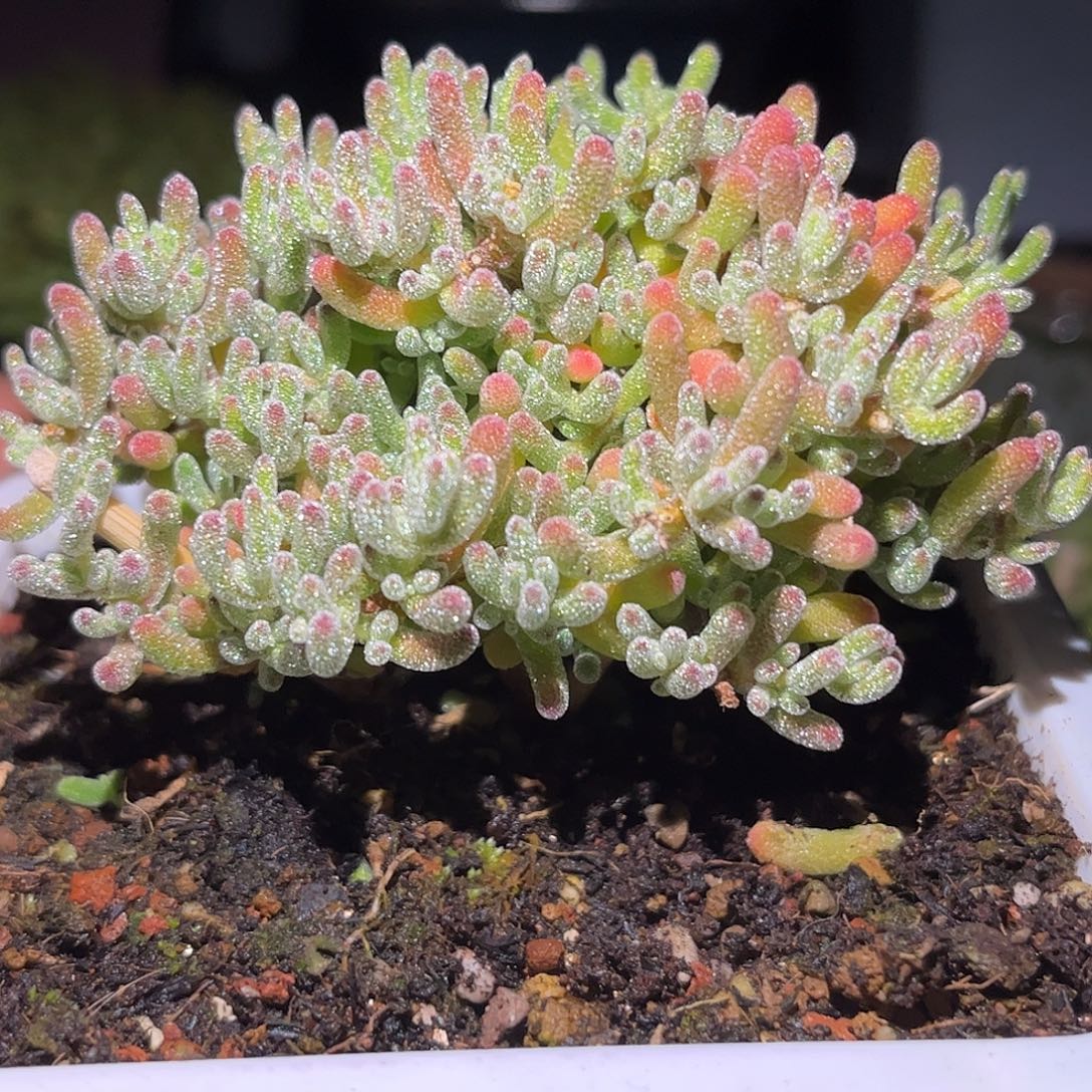 26冰晶优选枝干番杏