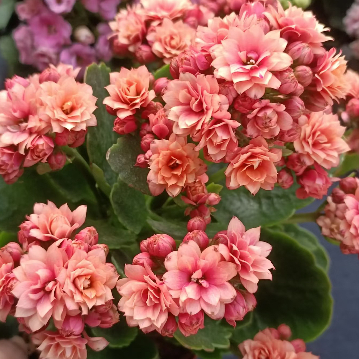 【甜杏】重瓣稀有长寿花