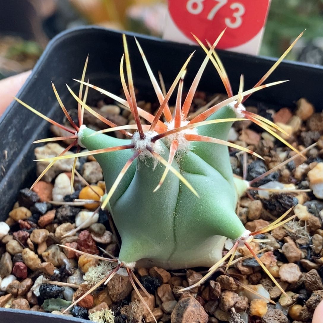 实生输入花刺春楼一颗