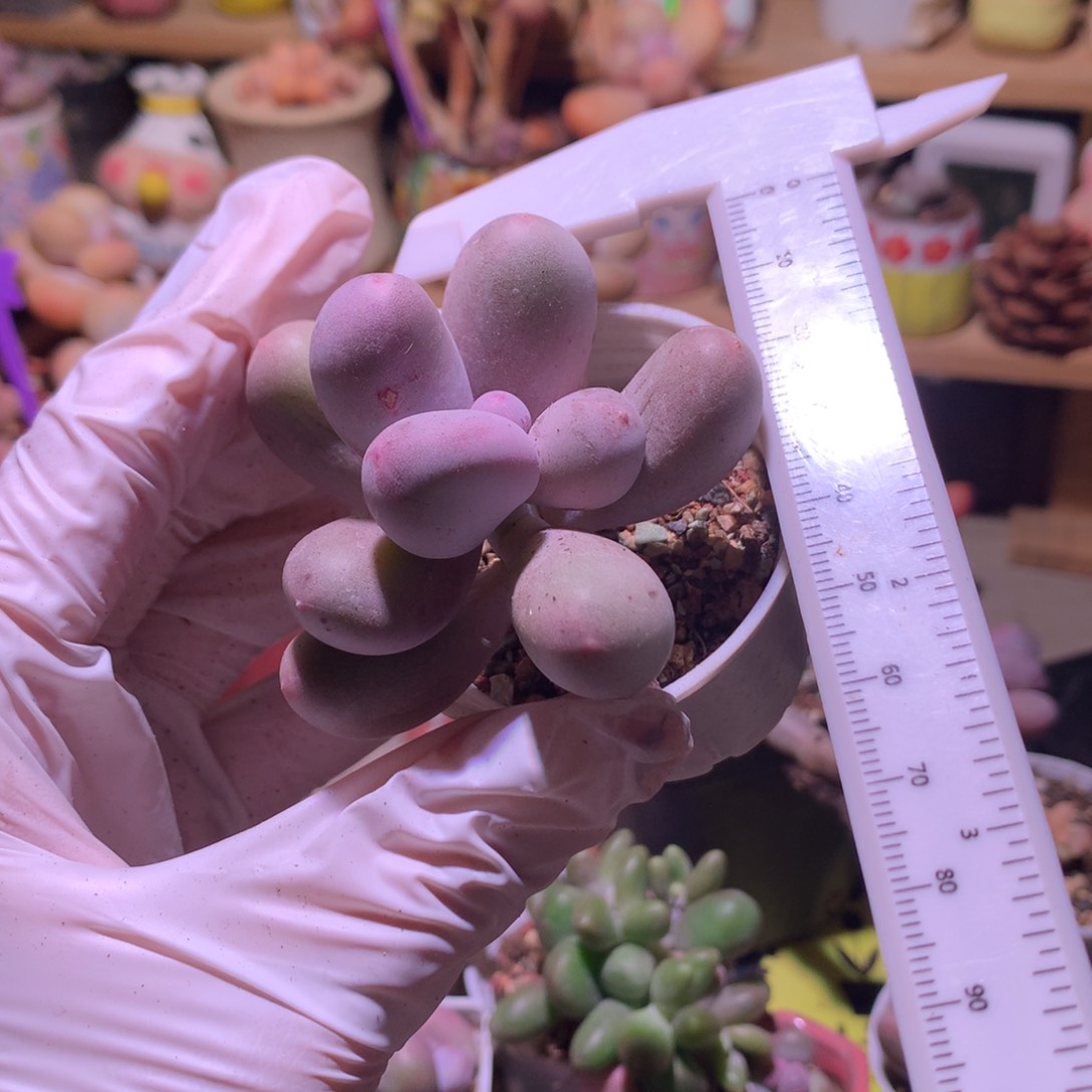 韩国米可奶奶酪多肉母本