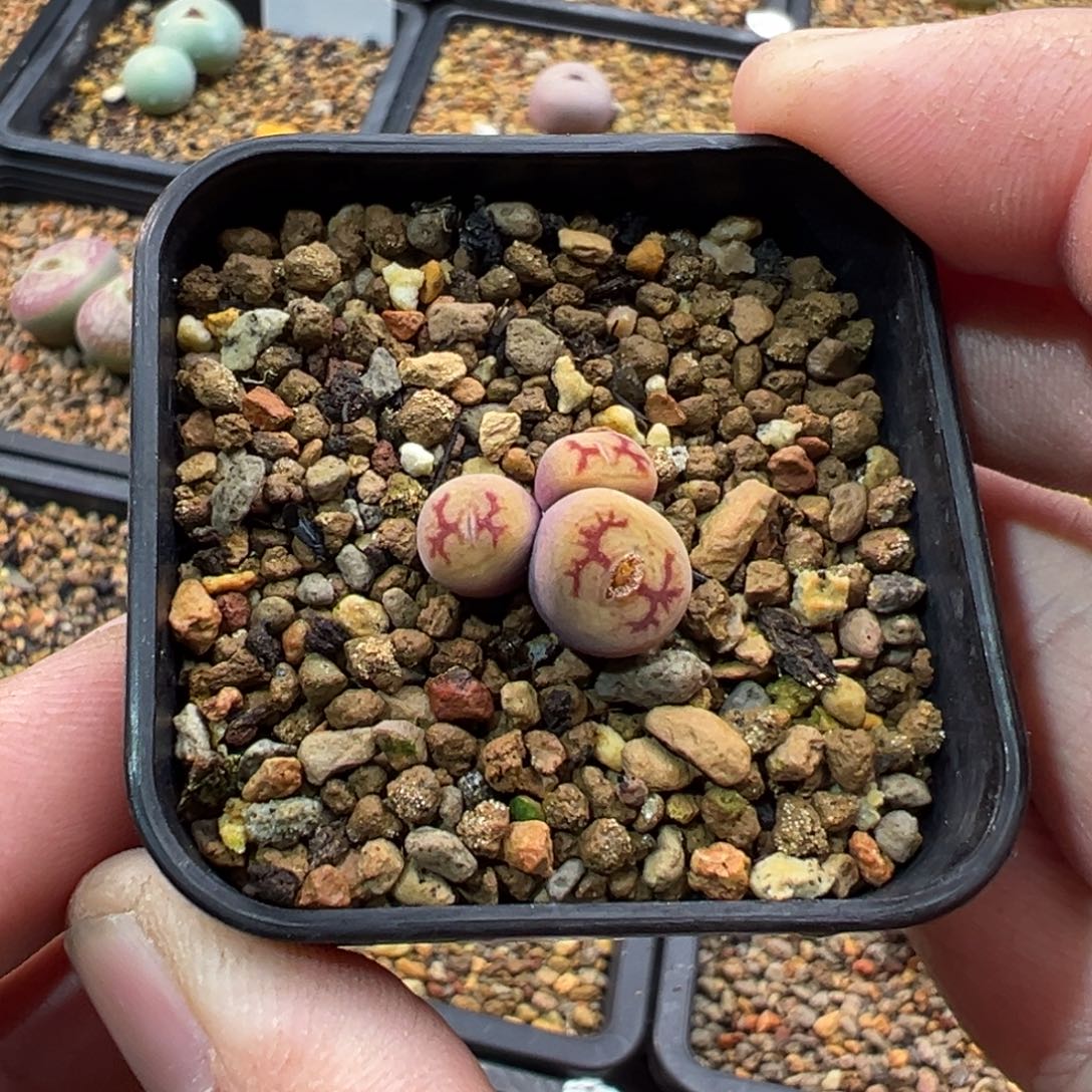 ****️186多肉三头优选墨杂一棵特