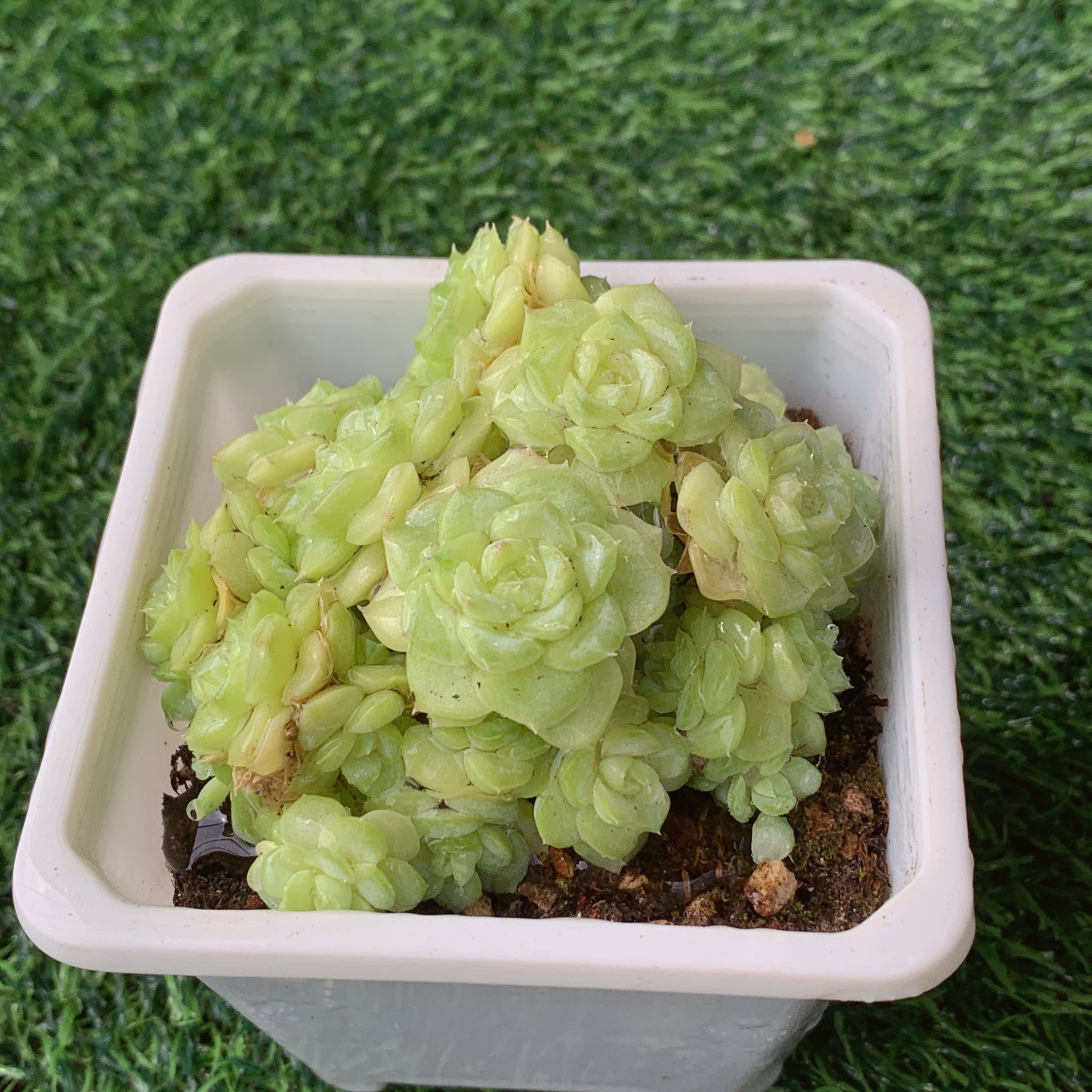白天鹅群 精品多肉 阳台盆栽 一单包邮