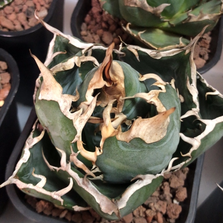 白鲸仁王冠龙舌兰