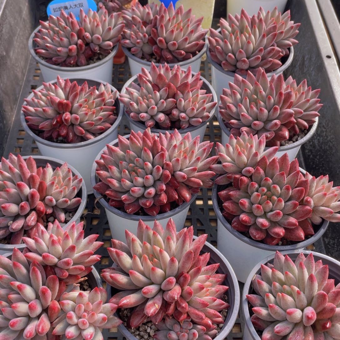 量拍38号 如烟美人大双头一个