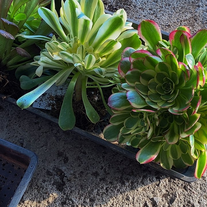 新尼亚法师加奶白法师1111