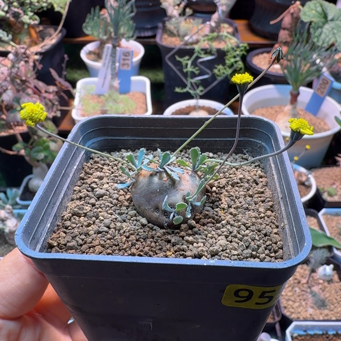 提***逃格加厚墩菊955(产地)