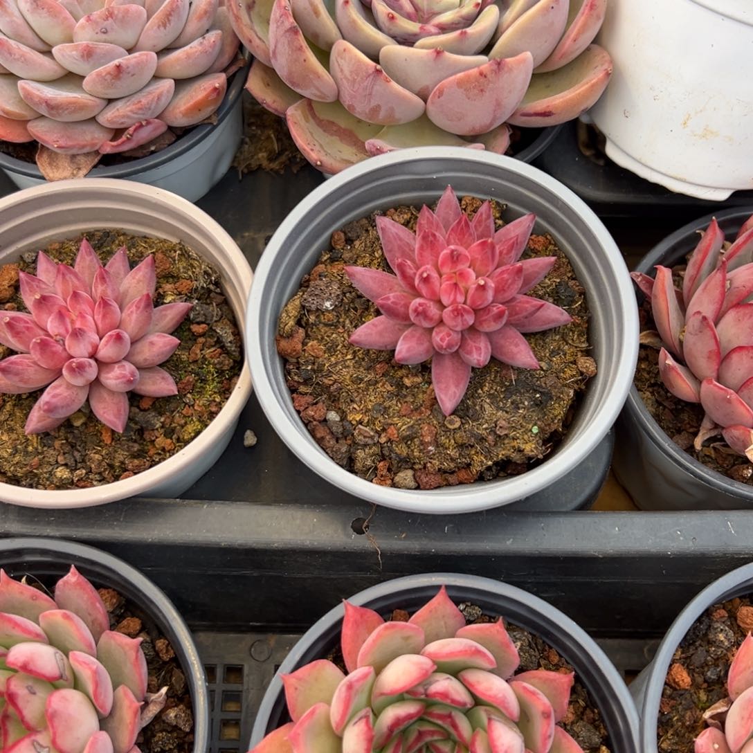 春节大福利，虞美人