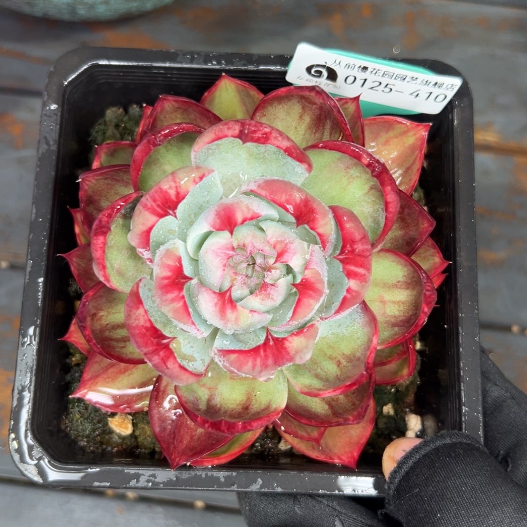 多肉一物一拍0125-410