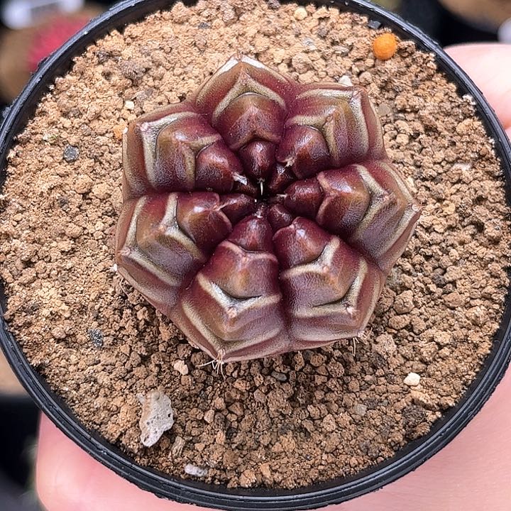 乌贼梦想 米哈仙人球