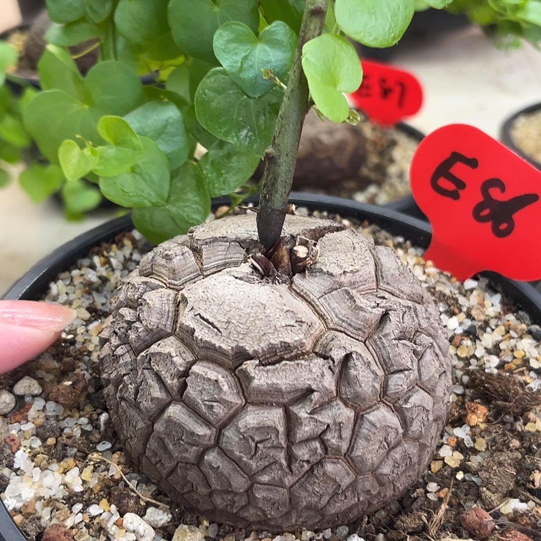 汤圆植物E86龟甲龙