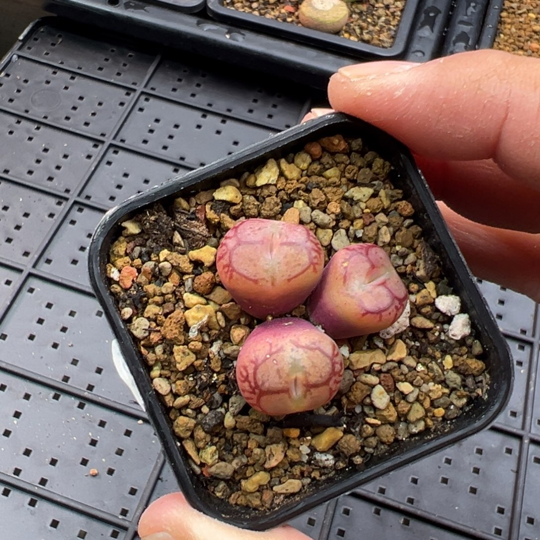 141多肉3头优选墨杂一棵特