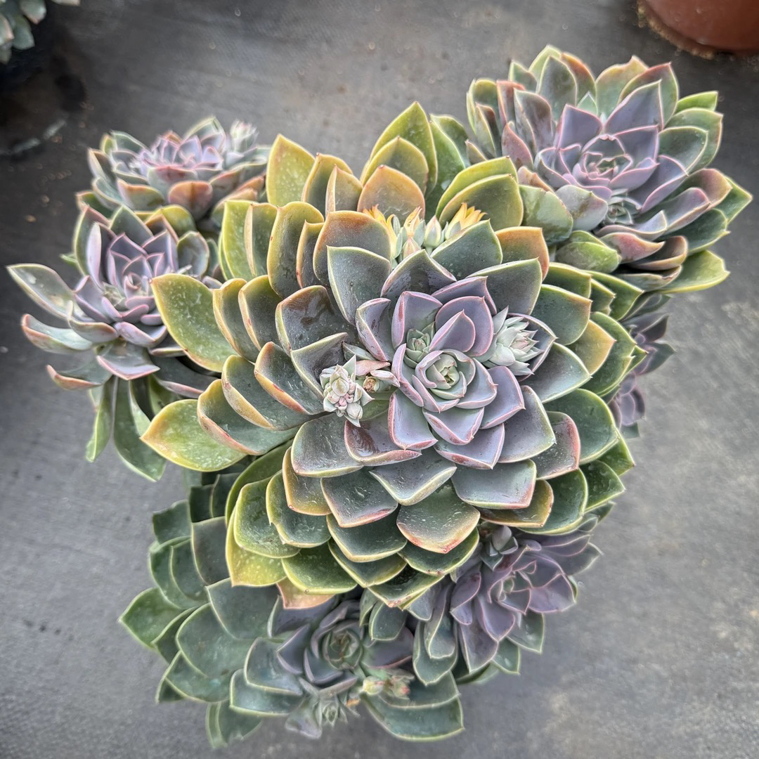 多肉植物  【大琼斯】 整桩无砍 【轻微断枝不售后】