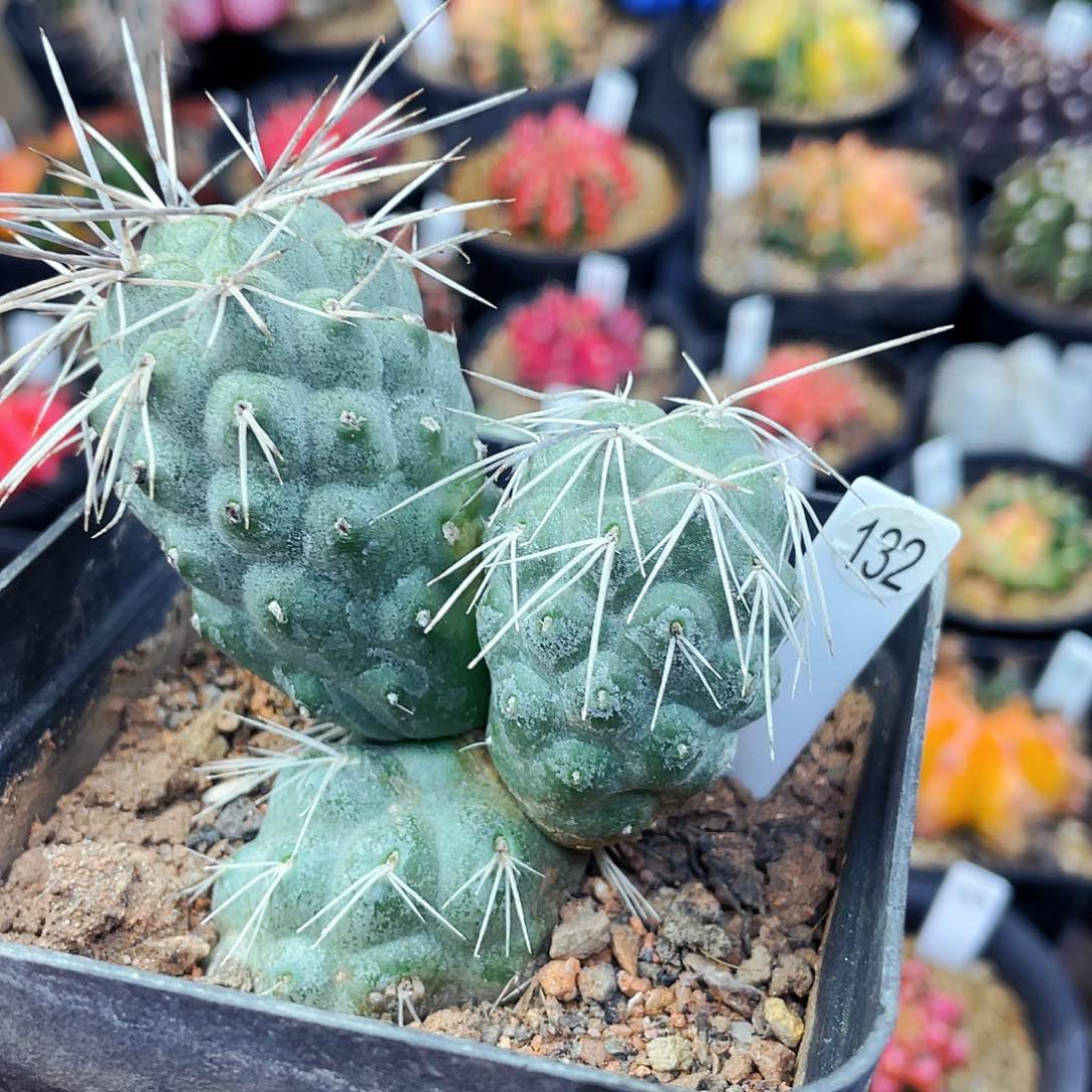 掉头不售后非偏远地区满25包邮仙人球