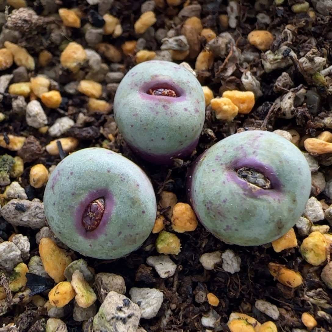 12-10-2-2当天满38包邮福利超厚嘟嘟嘴1.1cm脱土