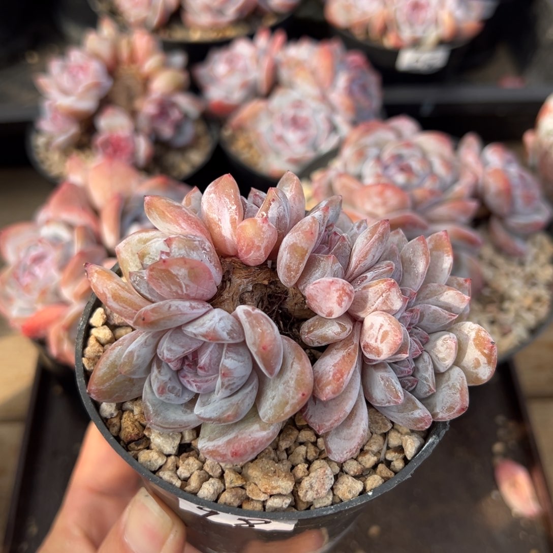 小脸朵缀紫心圆脸