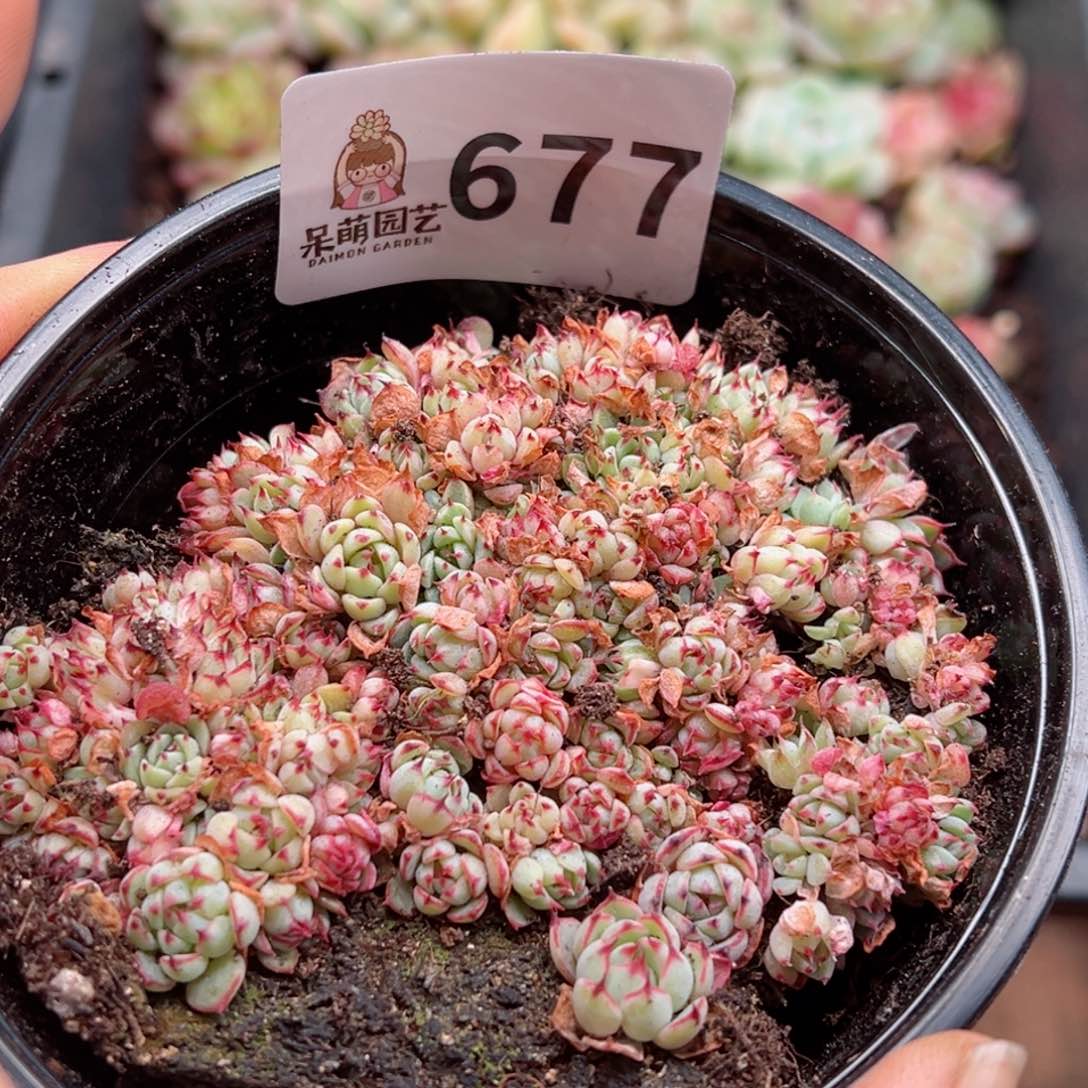 多肉植物多肉植物