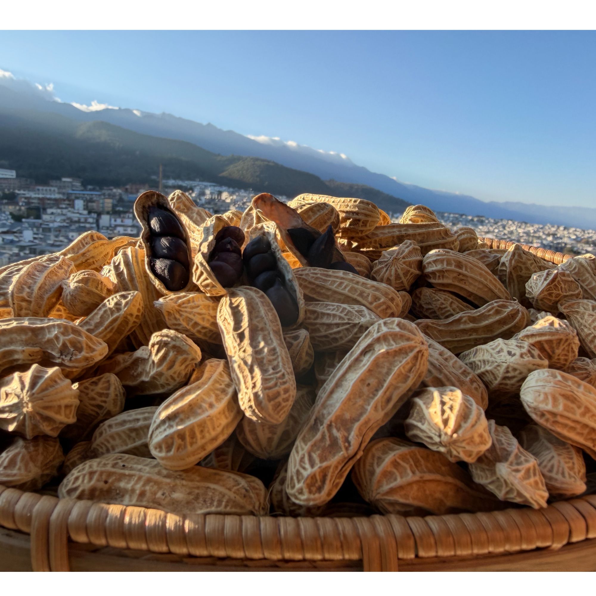 云南带壳黑花生新鲜晒干营养零食可水煮可炒制