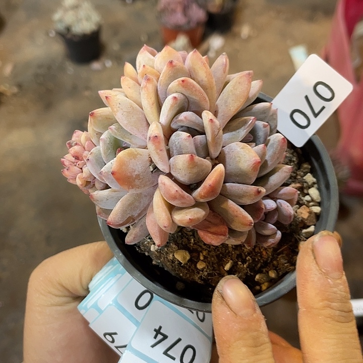 握***沙070 满20包邮脱土发货