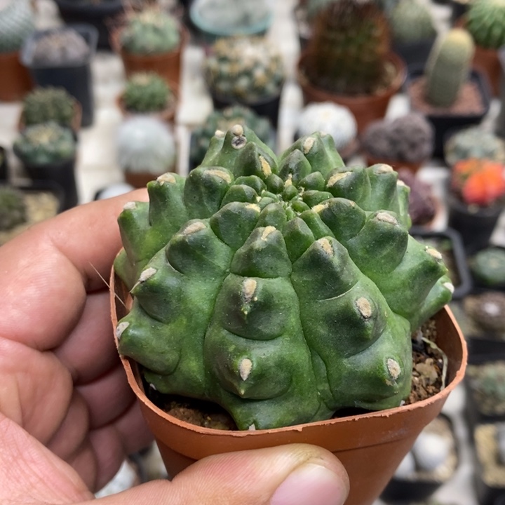 龟甲牡丹特价福利