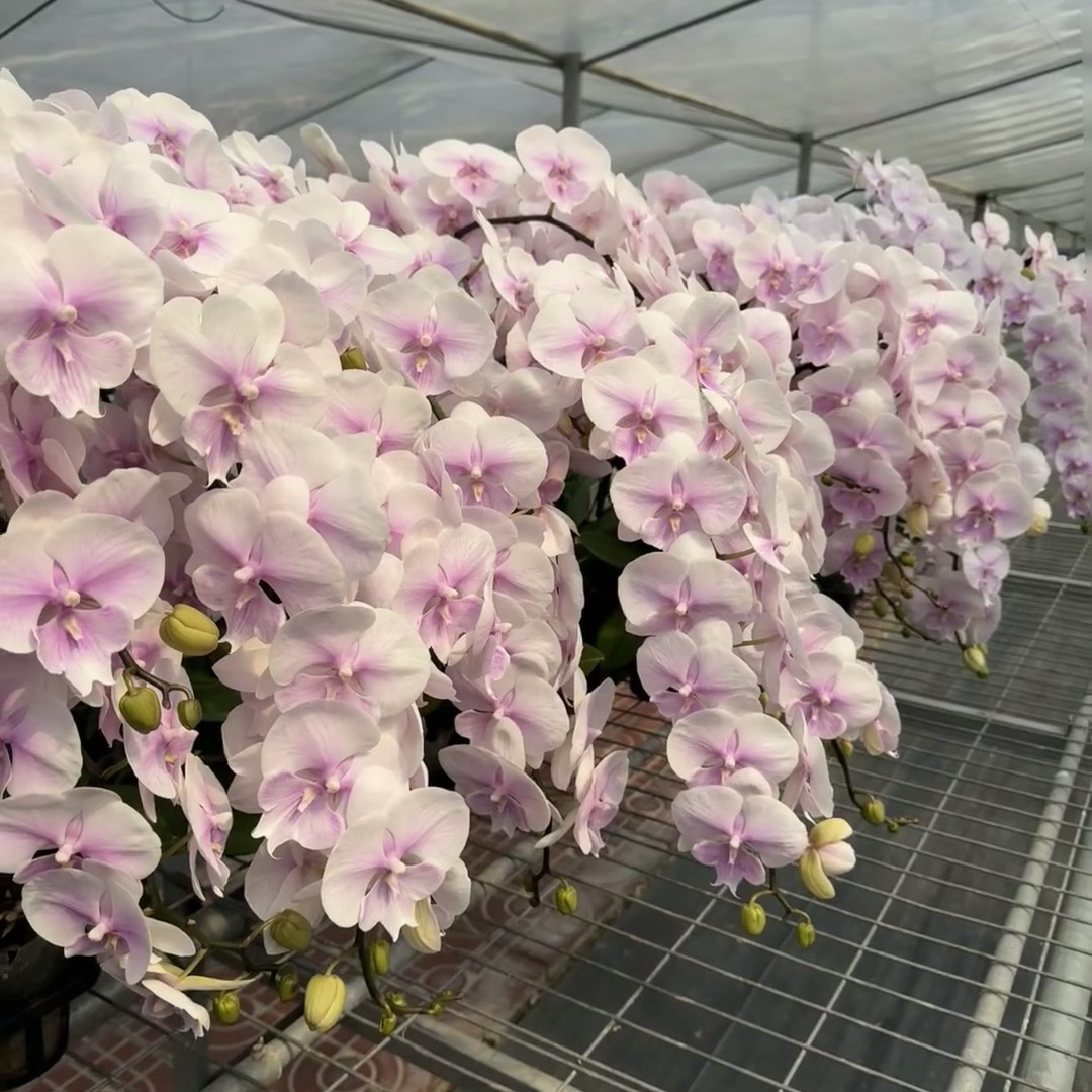 植趣蝴蝶兰【甜美人】抽剑苗3.5加高【叶片微瑕】