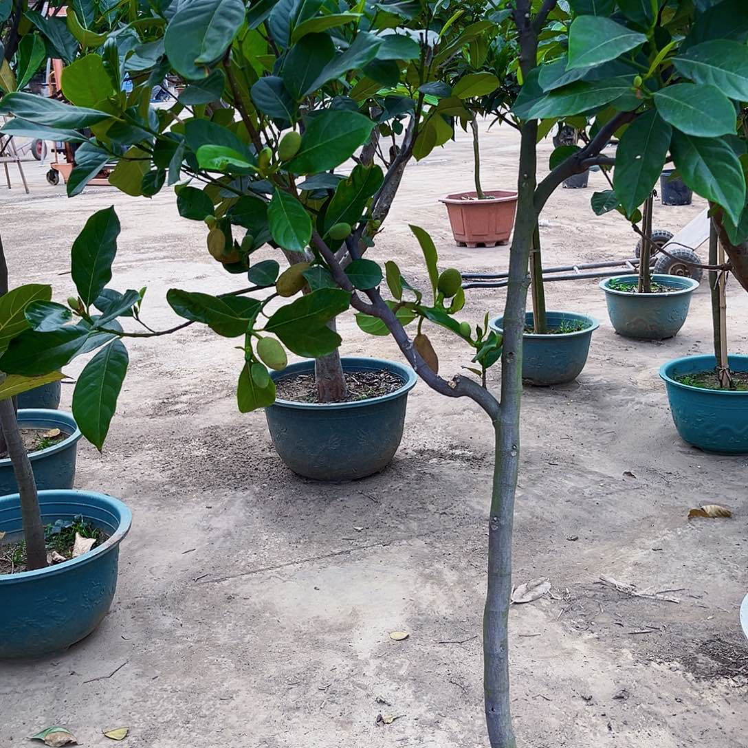 一***神无花朵136799997543246788888