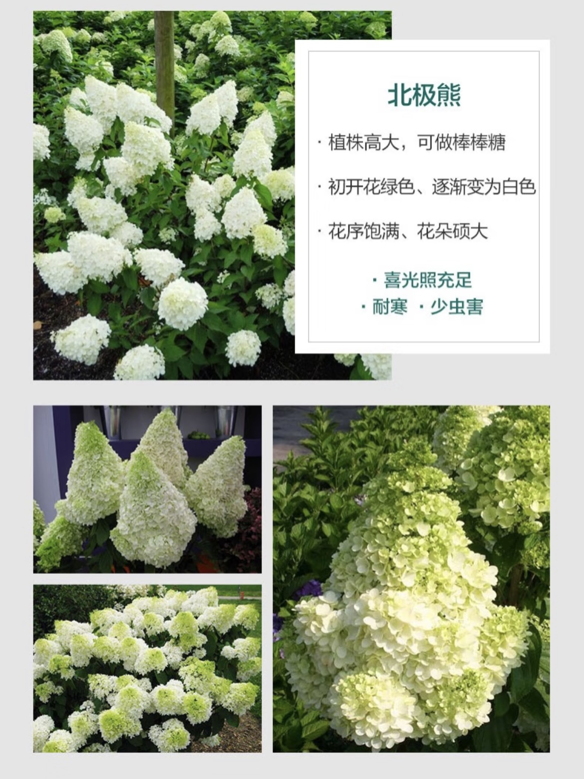晓春花园-北极熊-新老枝条开花-2加仑盆-带花苞发货